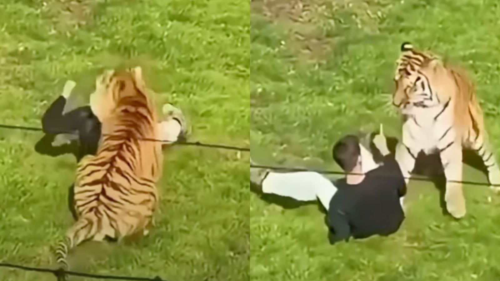 Tiger mauls man to death at UK wildlife park; disturbing video goes viral