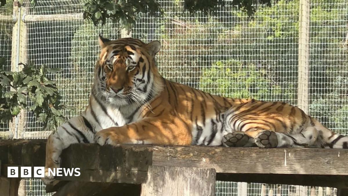 Wildlife park remains closed after fatal tiger attack