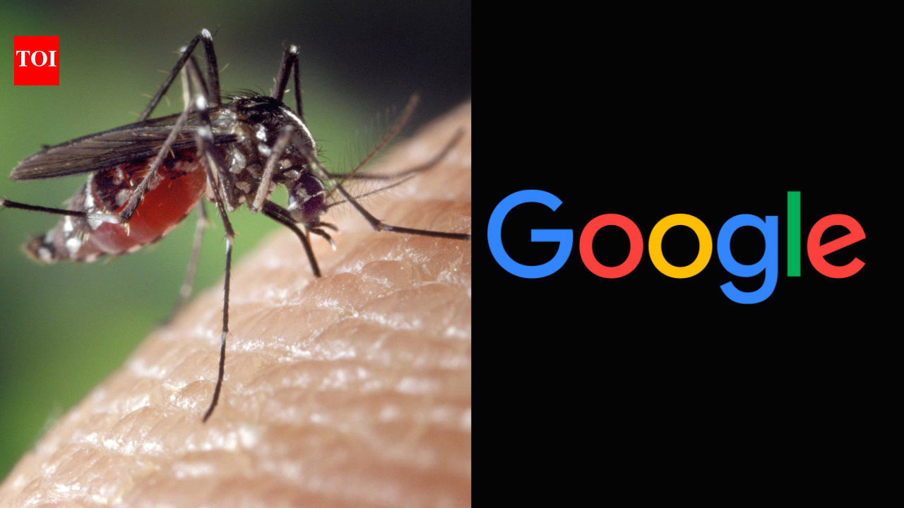 Google helped release 3 million mosquitoes in Australia to reduce their population
