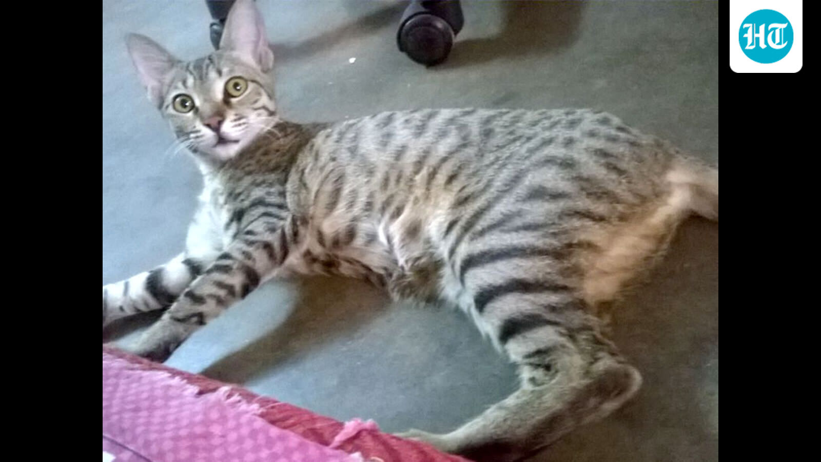 Spice of Life: Meowission Midnight: An escapade that wasn’t