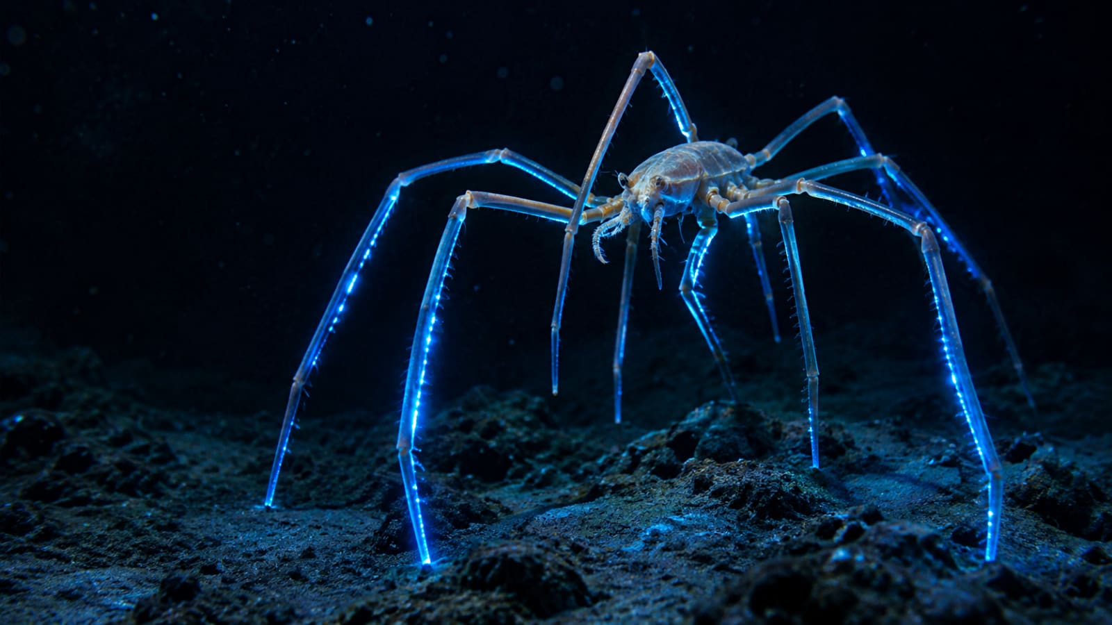 These giant deep-sea spiders glow blue, and scientists aren’t sure why