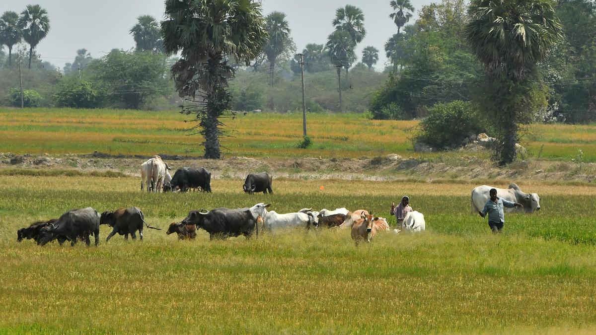 El Nino | Telangana to cultivate fodder in lakes and ponds’ shikam lands to address potential shortage