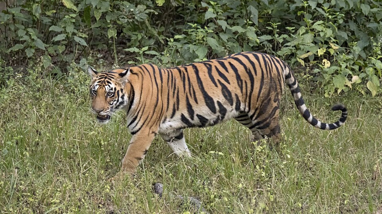 Tiger stripes: How these unique patterns help them stay hidden