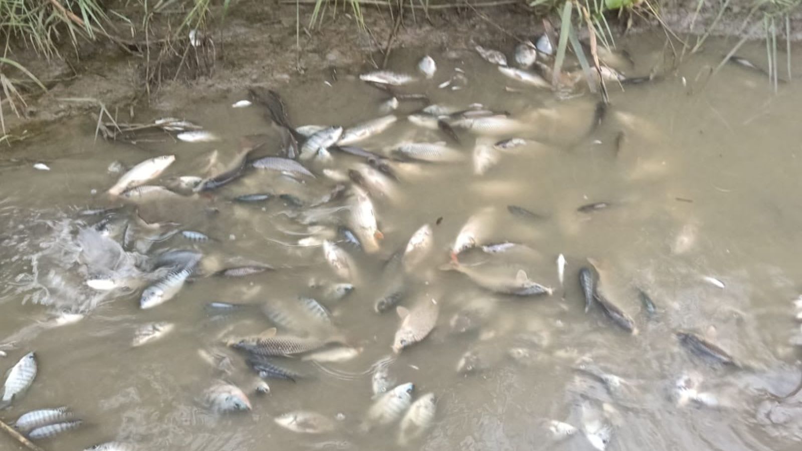‘Unusual, threat to biodiversity’: Thousands of dead fish found along Yamuna banks