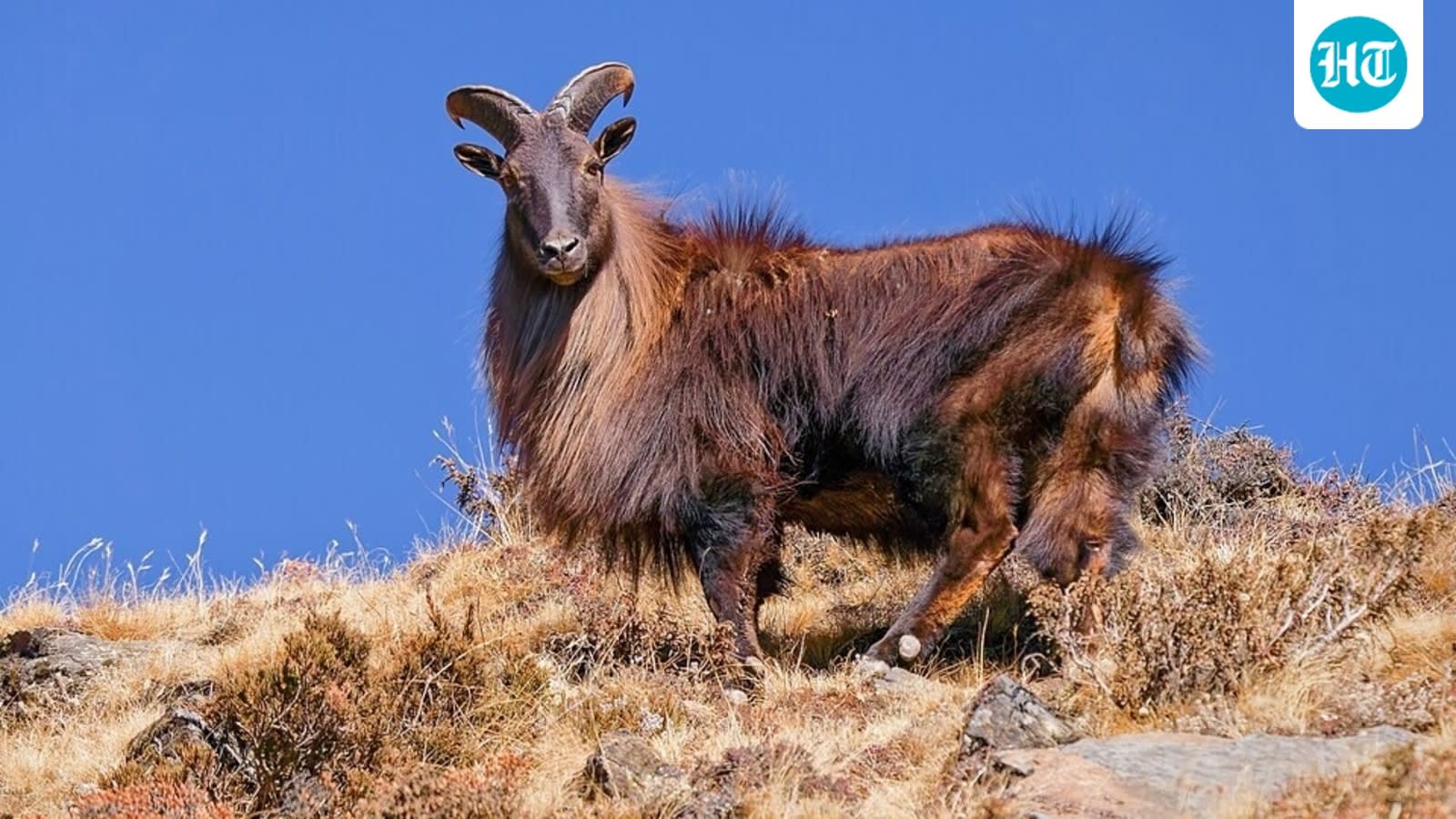 In 1904, a British duke sent six Himalayan tahr to New Zealand for hunting; five survived, and the population later grew to tens of thousands