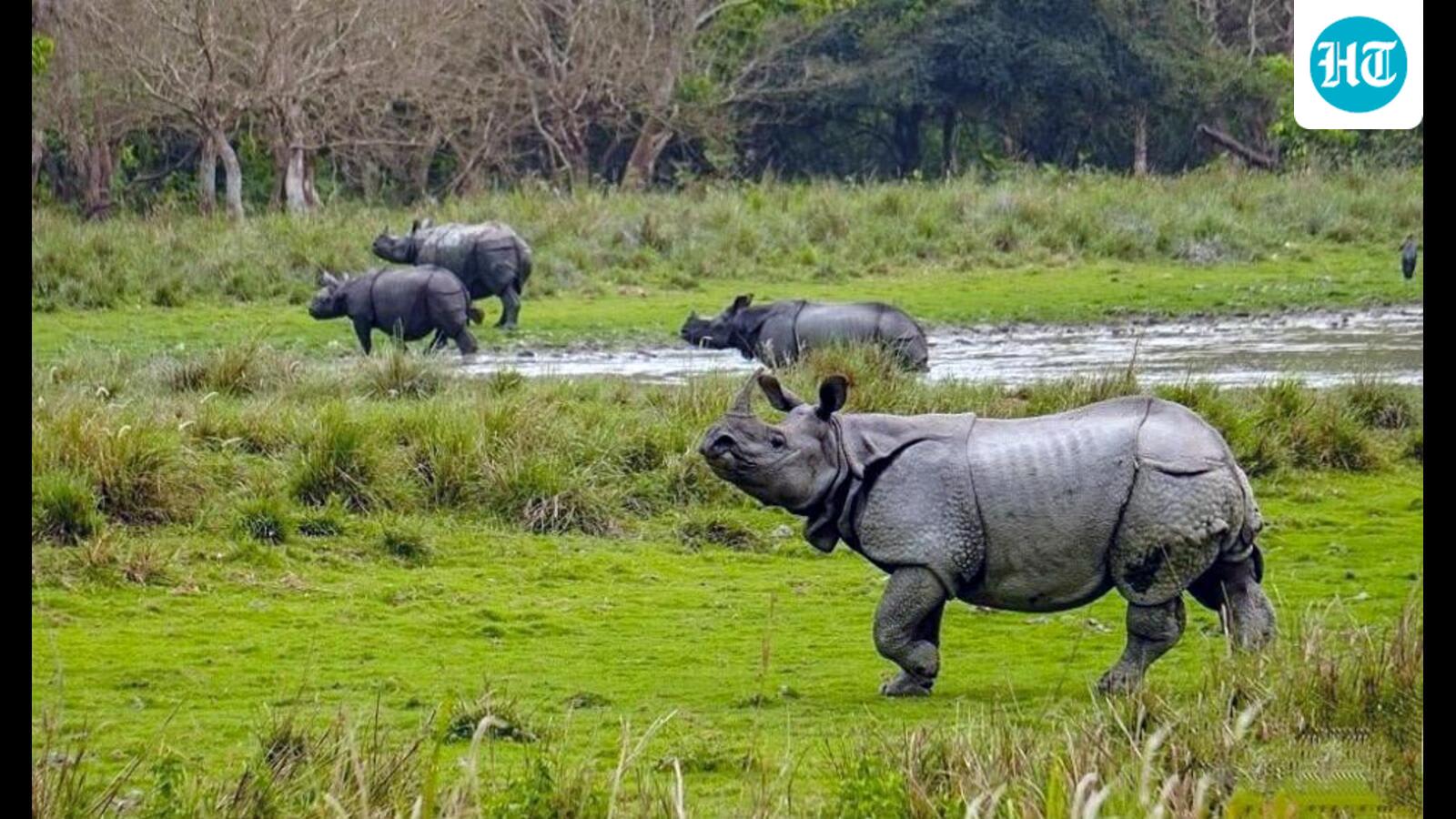 Reviving the rhino: A true conservation gain