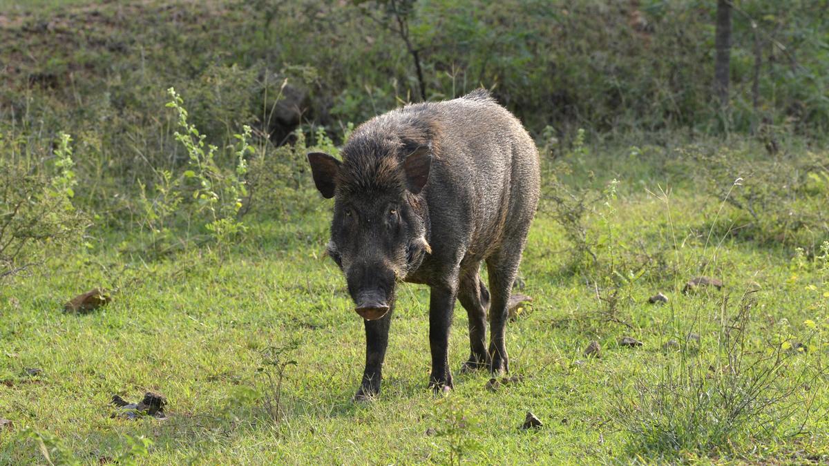 Woman killed, three others injured in  wild boar attack in Keralam’s Malappuram
