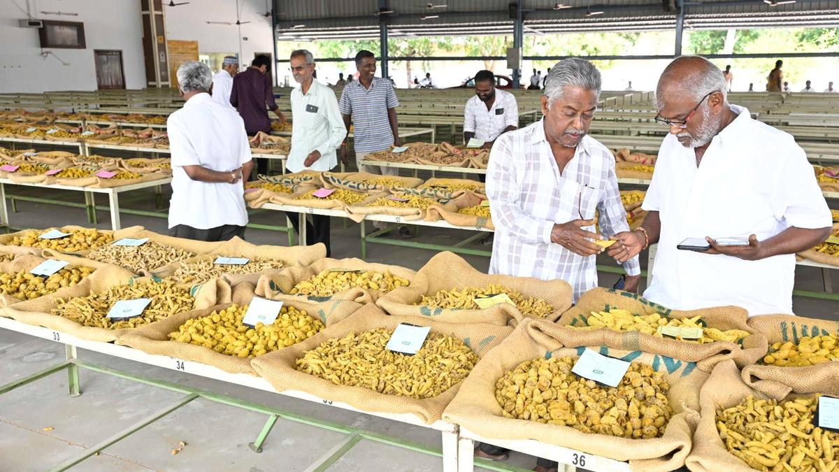 Turmeric prices cross ₹23,000 a quintal in Erode