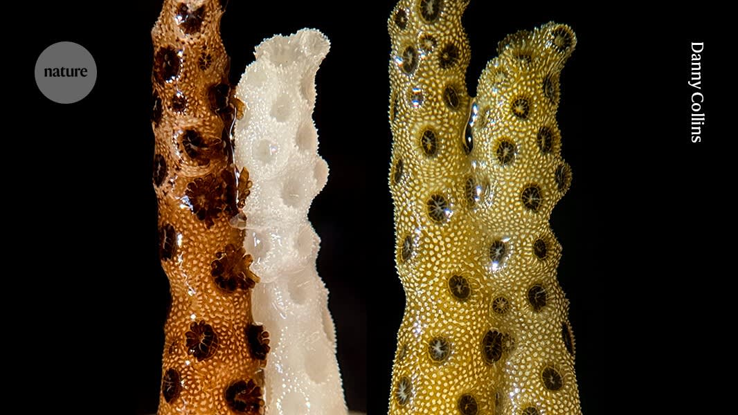 Bleached corals thrive within days when touching healthy neighbour