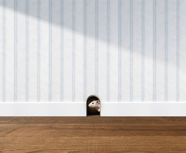 Rodent in a house
