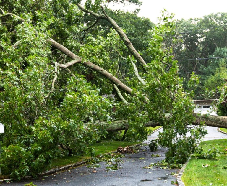 Tree fallen on power wires after a storm