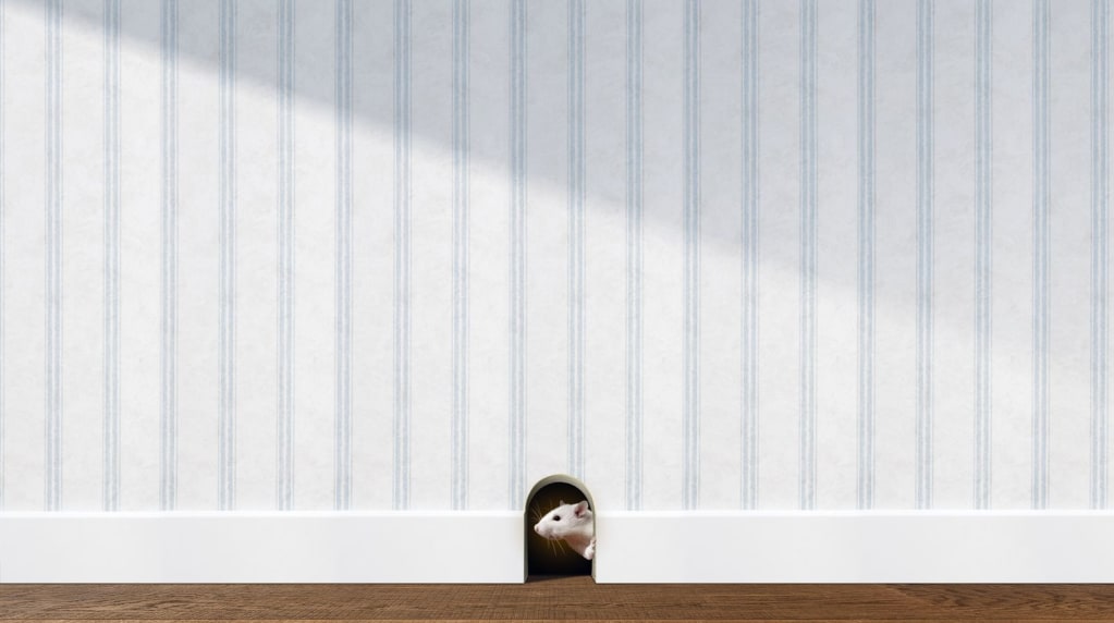 Rodent in a house