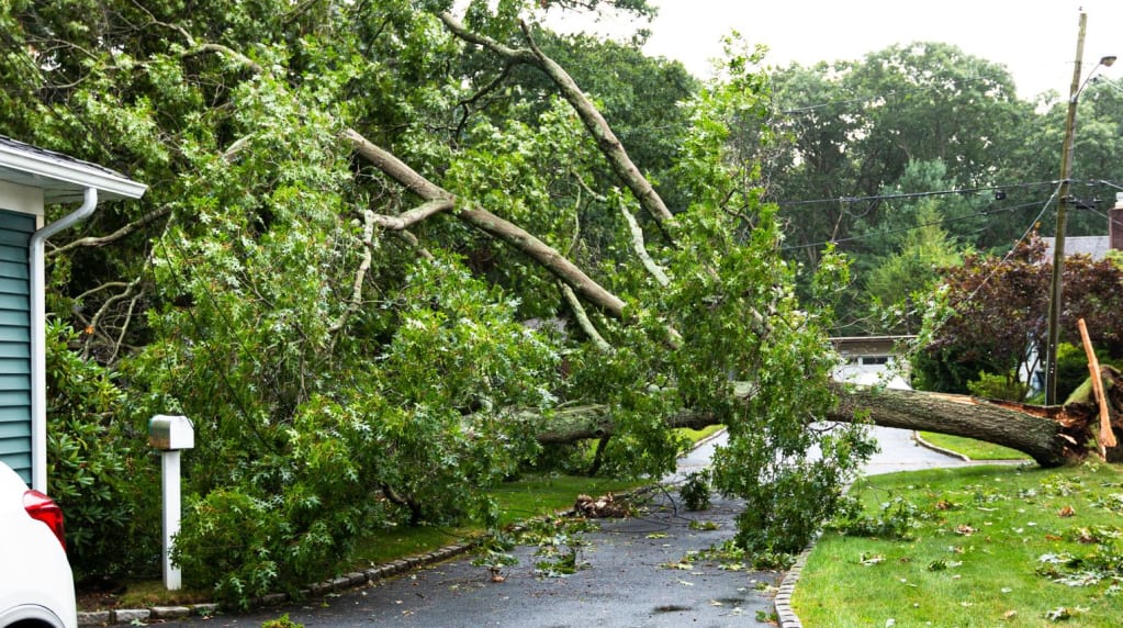 Tree fallen on power wires after a storm