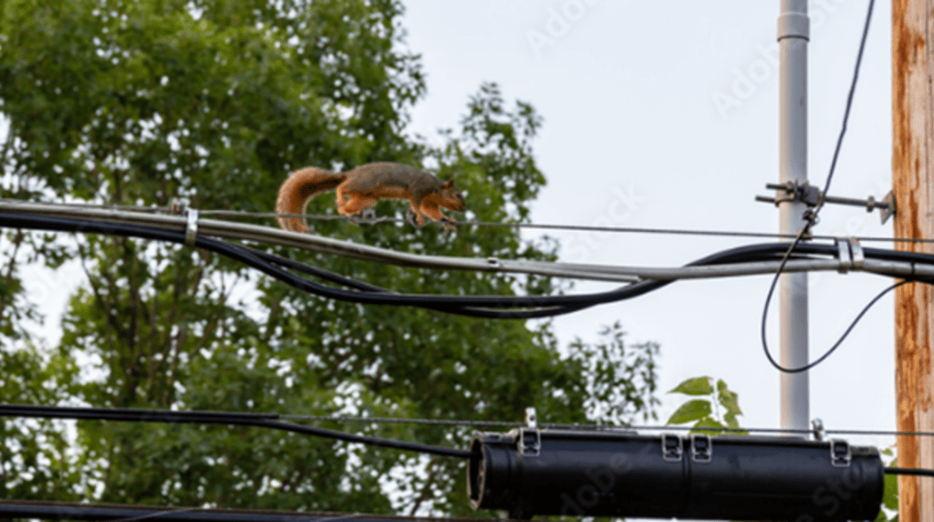 Power surge squirrel on a wire