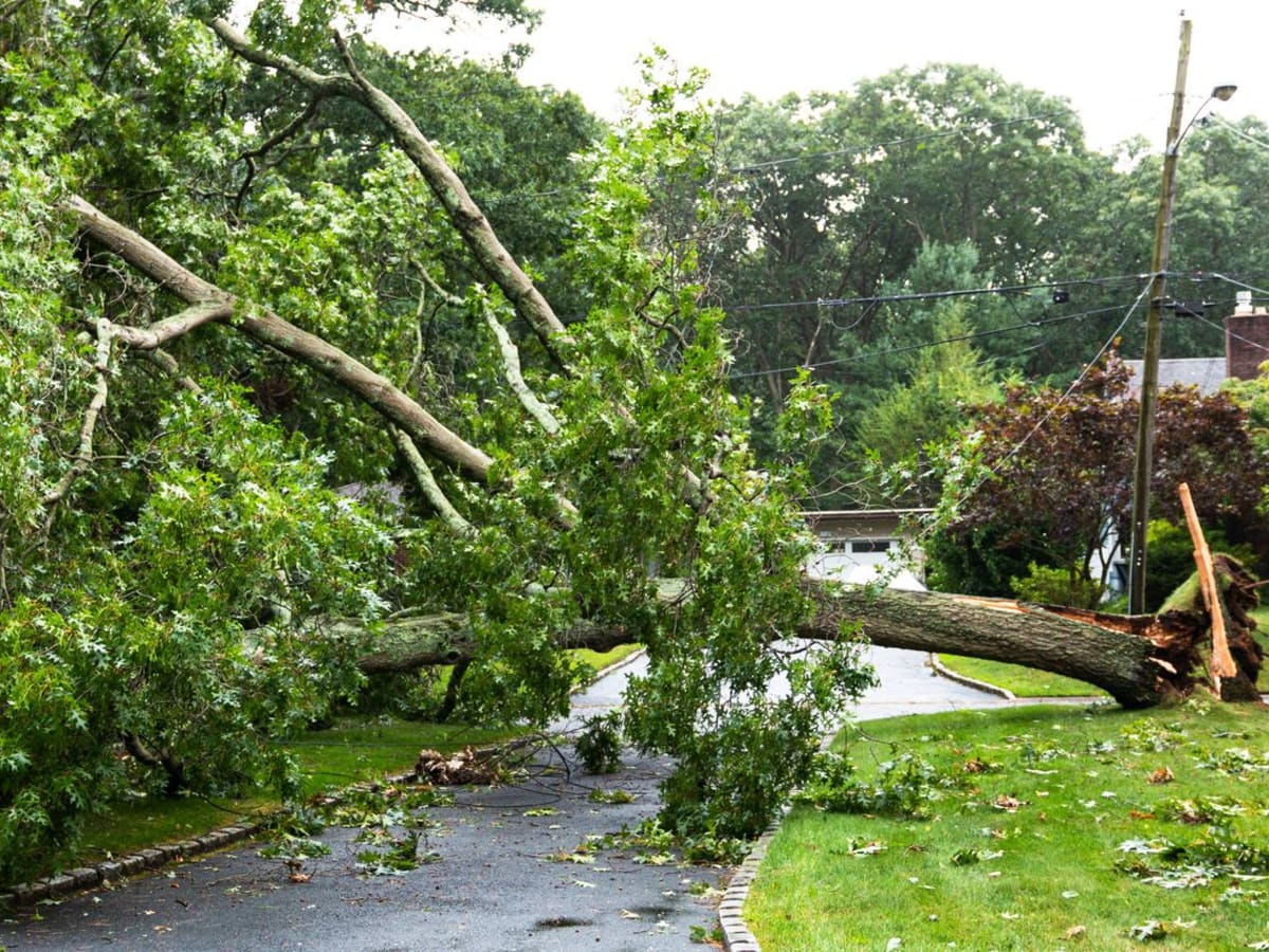 Tree fallen on power wires after a storm