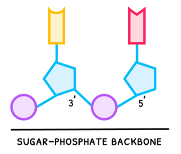 Topic 2 subTopic 6 notes image 3