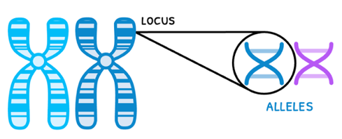 Topic 3 subTopic 1 notes image 2