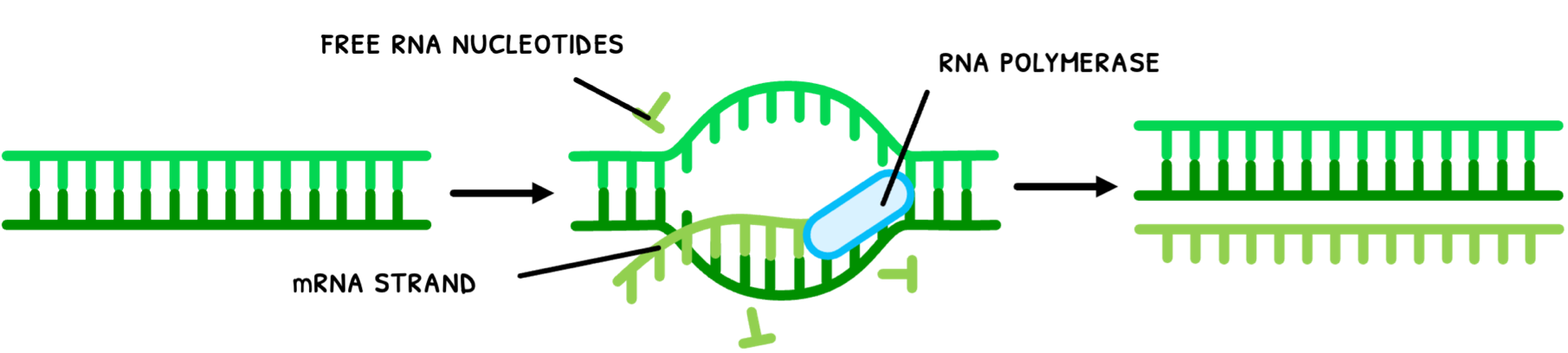 Topic 2 subTopic 7 notes image 5