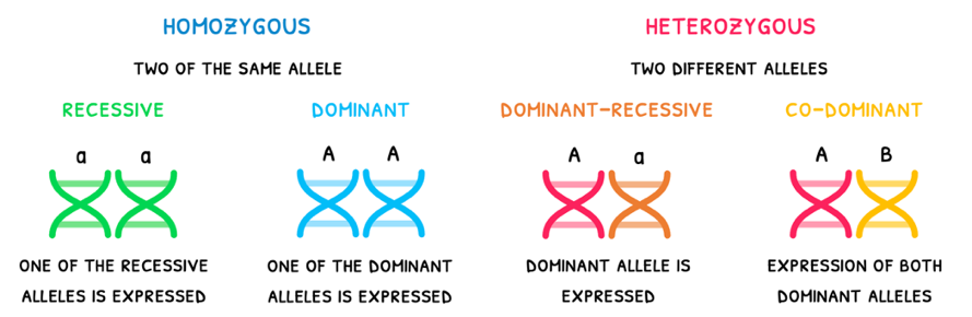 Topic 3 subTopic 1 notes image 3