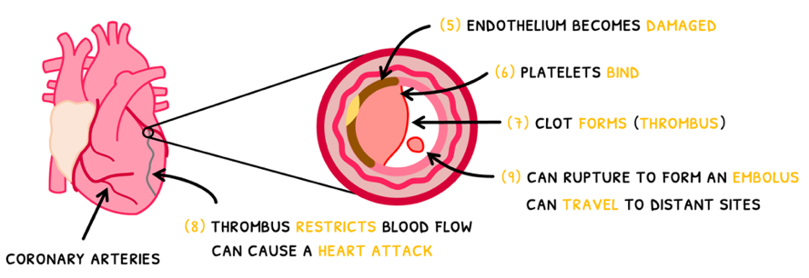 Topic 6 subTopic 2 notes image 9