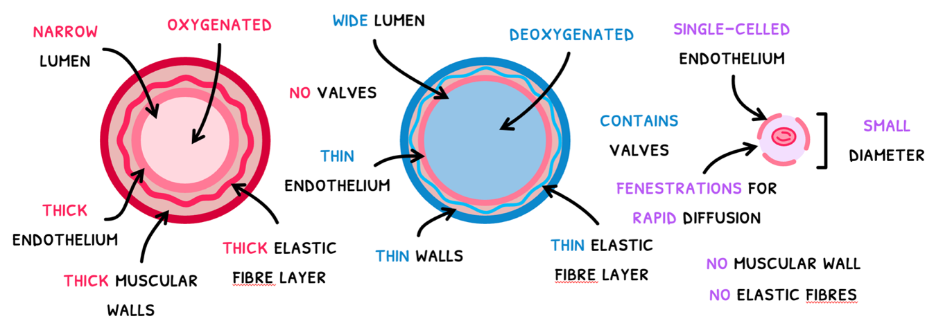 Topic 6 subTopic 2 notes image 2