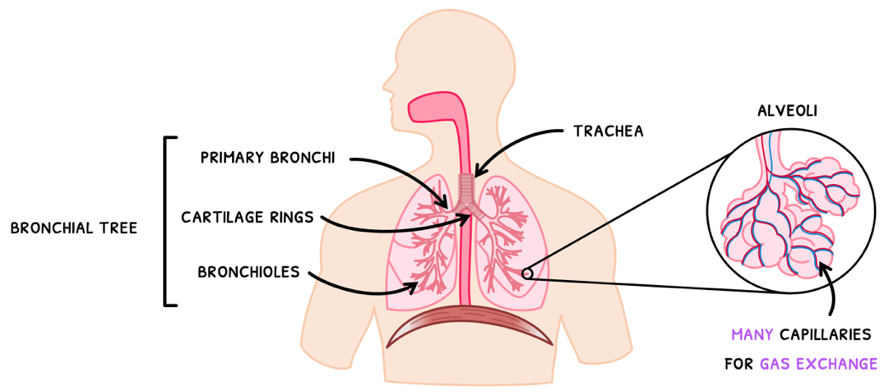 Topic 6 subTopic 4 notes image 2