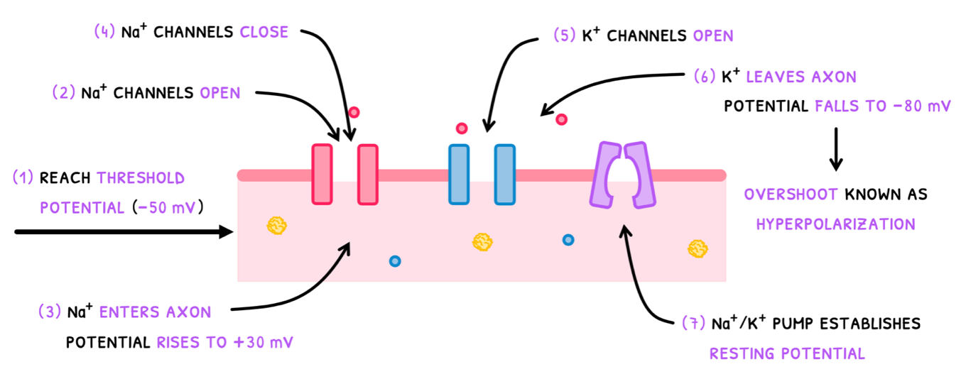 Topic 6 subTopic 5 notes image 4