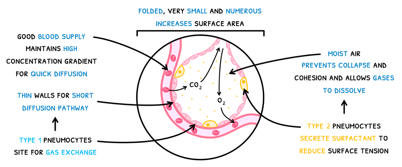 Topic 6 subTopic 4 notes image 3