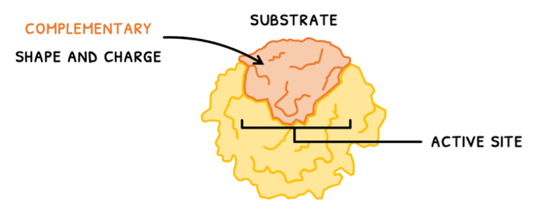 Topic 8 subTopic 1 notes image 3
