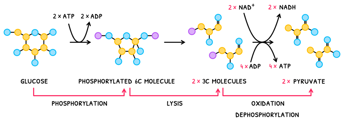 Topic 8 subTopic 2 notes image 2