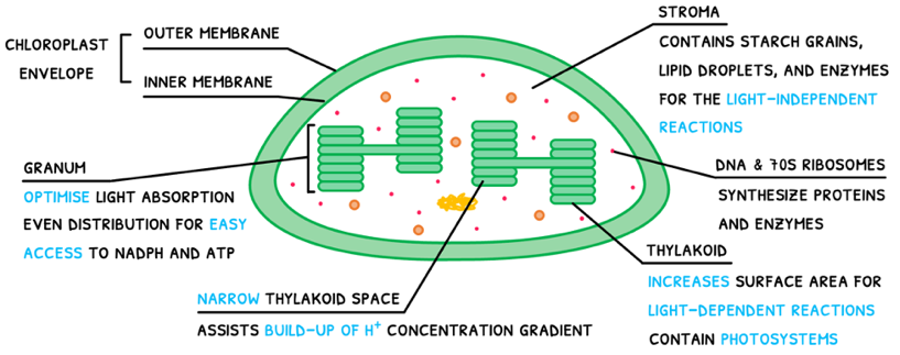 Topic 8 subTopic 3 notes image 8