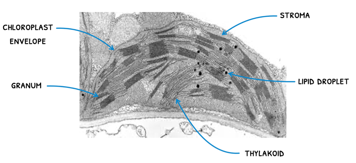 Topic 8 subTopic 3 notes image 9