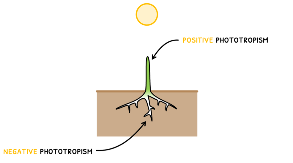 Topic 9 subTopic 3 notes image 3