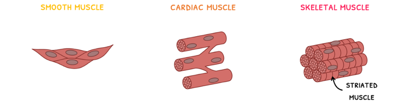 Topic 11 subTopic 2 notes image 1