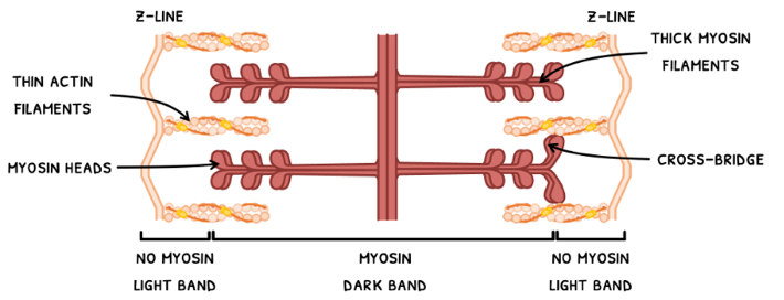 Topic 11 subTopic 2 notes image 3