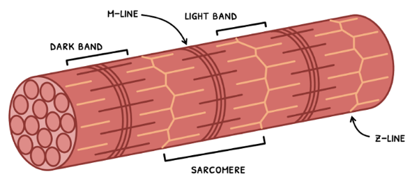 Topic 11 subTopic 2 notes image 4