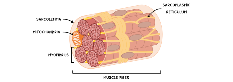 Topic 11 subTopic 2 notes image 2