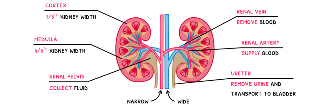 Topic 11 subTopic 3 notes image 4