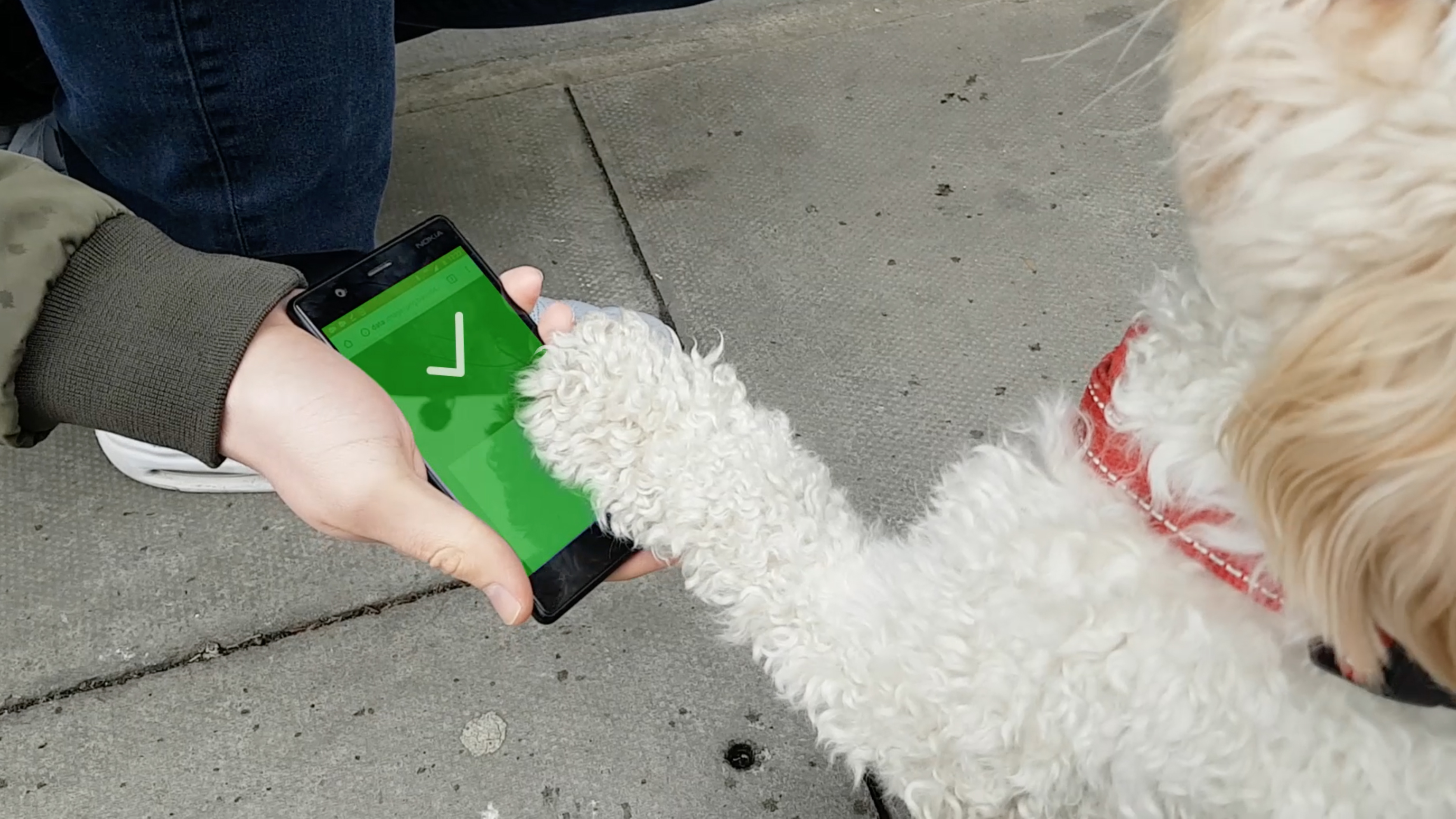 Event ticketing for dogs, by Ticket Tailor