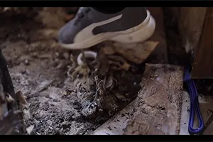 Mold, Rats and Mice, oh my! Major Home Remodeling Job With Considerable Damage