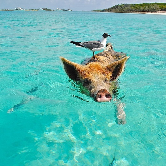 Pig Beach (also known as Pig Island, Major Cay, an