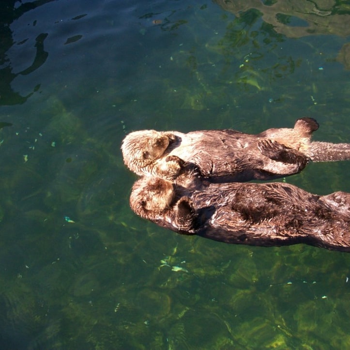 The Vancouver Aquarium was one of the first facili