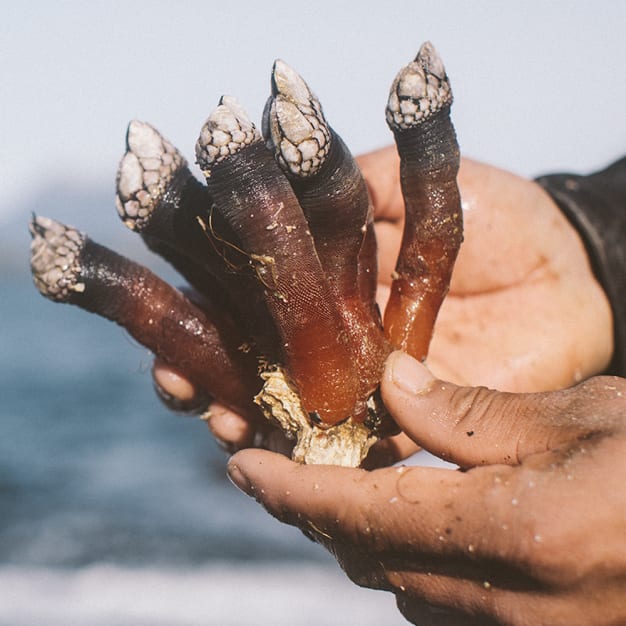 Image for PREORDER Percebes Fresh Wild Goose Barnacles – SHIPS FREE *See Details