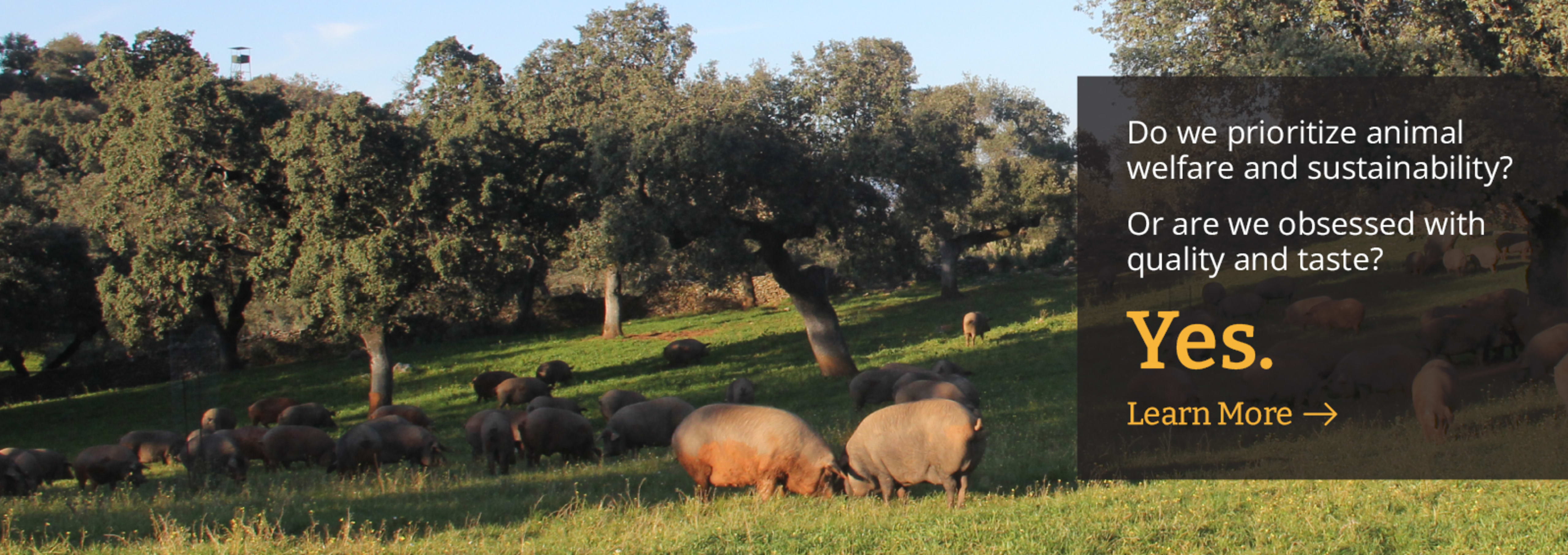 Sliced Jamon in a plate with some olives and a knife out of focus