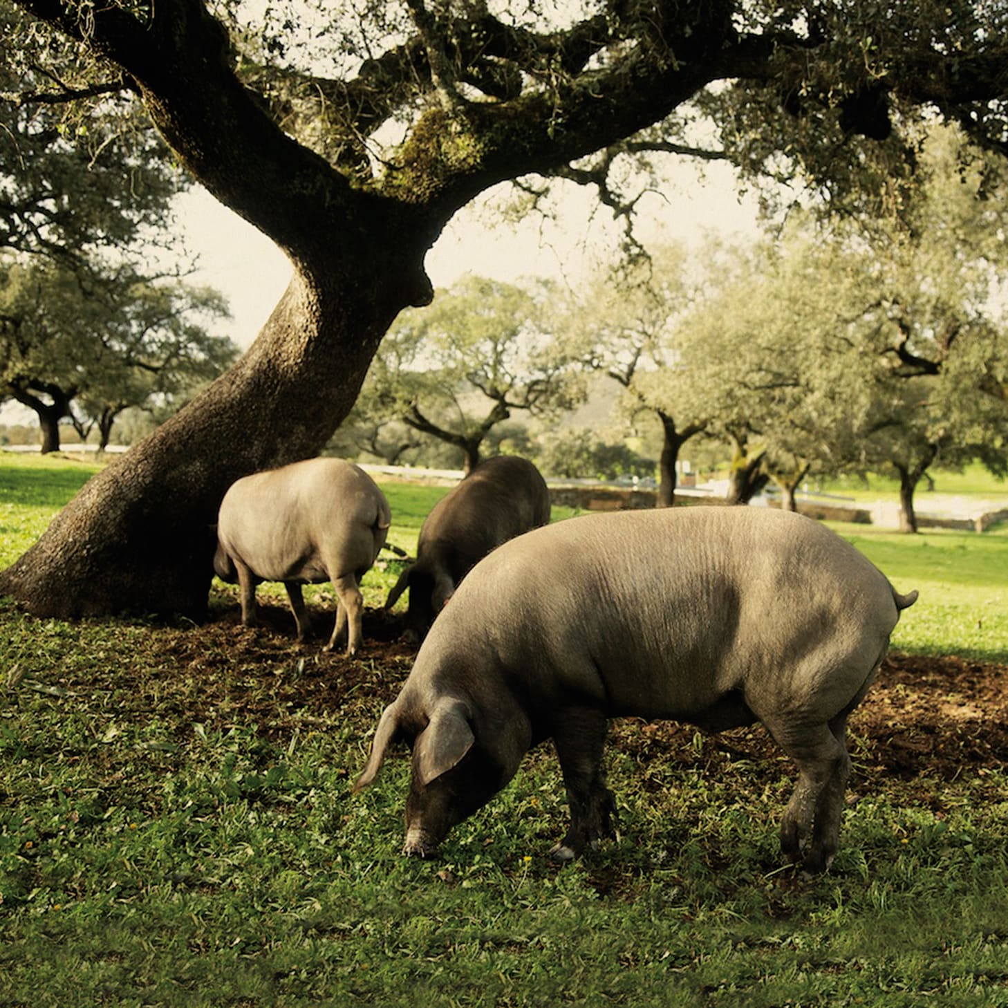 Pig grazing in a field