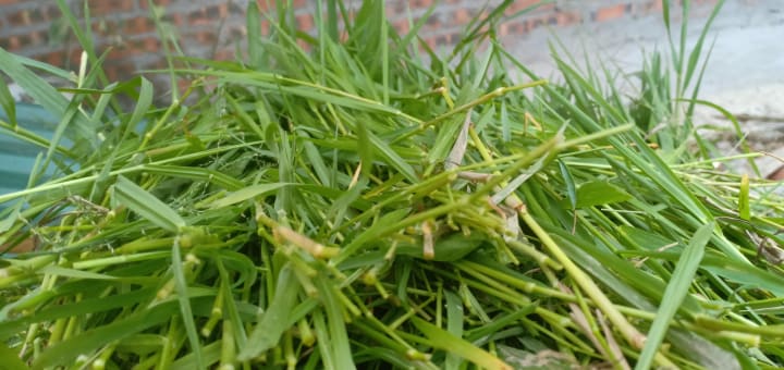 ‘Xanh xanh ngọn cỏ’, tại trại thỏ Tiepz