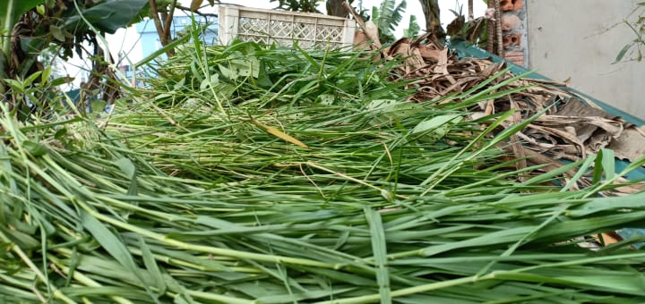 thỏ thích ăn cỏ này lắm