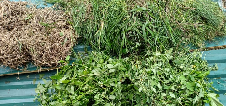 cỏ xanh Tiepz
