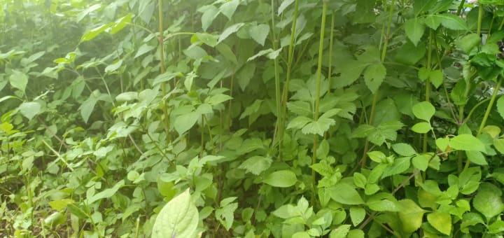 ‘Xanh xanh ngọn cỏ’, tại trại thỏ Tiepz