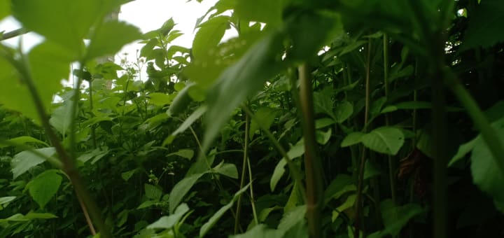 cỏ xanh Tiepz